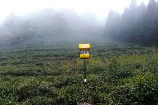 有機(jī)茶園用殺蟲燈給茶樹物理滅蟲