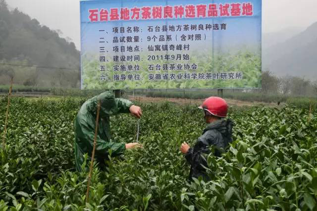 安徽茶園應(yīng)用太陽能殺蟲燈綠色防控效果