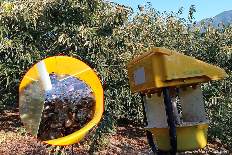 農用殺蟲燈一天可以消滅多少斤蟲子？