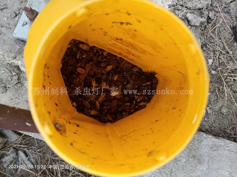 太陽能殺蟲燈作用大 太陽能殺蟲燈作用大