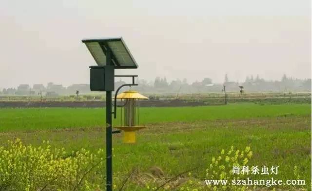 水稻農(nóng)田安裝使用太陽能殺蟲燈圖片