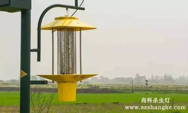 太陽能殺蟲燈哪家好？尚科殺蟲燈農(nóng)田實(shí)拍