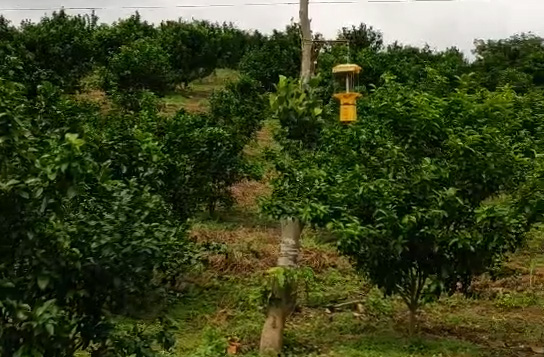自動清潔型交流電殺蟲燈PZ025使用效果 自動清潔型交流電殺蟲燈PZ025使用效果