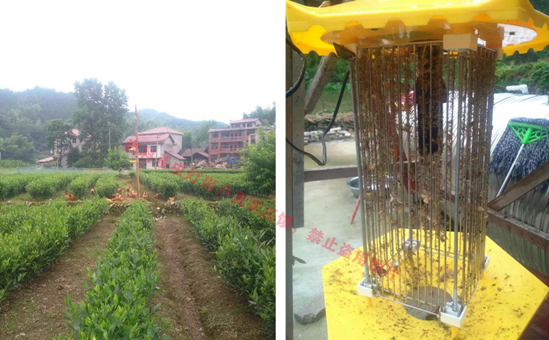 太陽能殺蟲燈用于茶園防控害蟲效果 太陽能殺蟲燈用于茶園防控害蟲效果