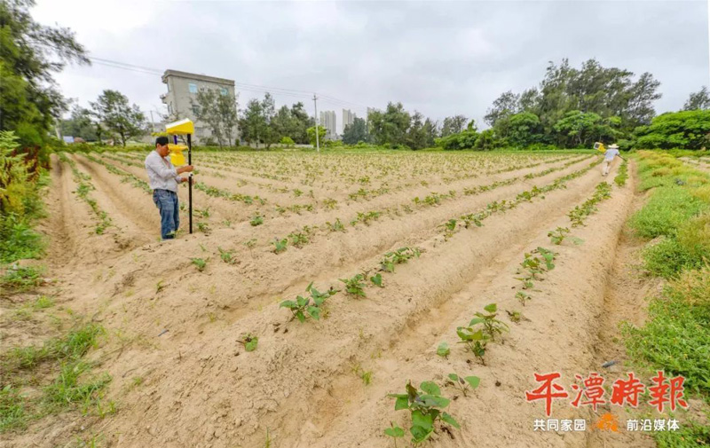 福建平潭農戶安裝太陽能殺蟲燈用于甘薯種植 福建平潭農戶安裝太陽能殺蟲燈用于甘薯種植