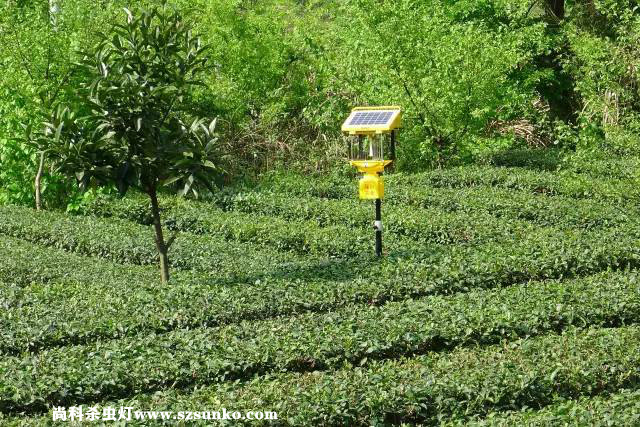 安徽石臺縣茶園用太陽能殺蟲燈綠色防控 安徽石臺縣茶園用太陽能殺蟲燈綠色防控