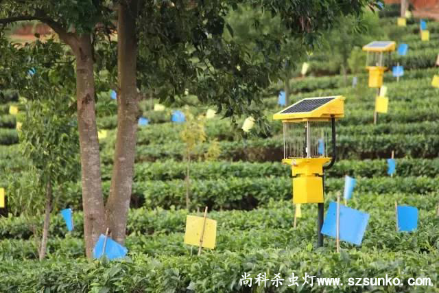 安徽石臺縣茶園用太陽能殺蟲燈綠色防控 安徽石臺縣茶園用太陽能殺蟲燈綠色防控