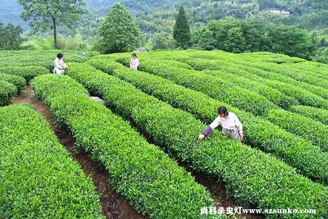 安徽石臺縣綠色茶園 安徽石臺縣綠色茶園
