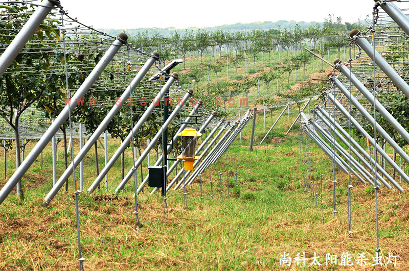 江蘇南京獼猴桃果園用太陽(yáng)能殺蟲(chóng)燈效果 江蘇南京獼猴桃果園用太陽(yáng)能殺蟲(chóng)燈效果