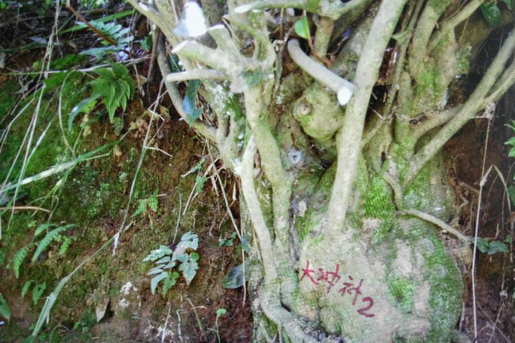 貴州哚貝茶園基地古茶樹 貴州哚貝茶園基地古茶樹