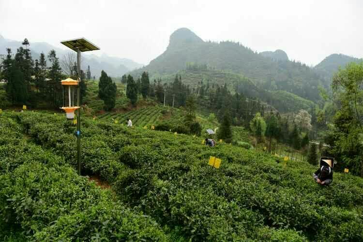 貴州太陽能殺蟲燈用于哚貝茶園基地 貴州太陽能殺蟲燈用于哚貝茶園基地