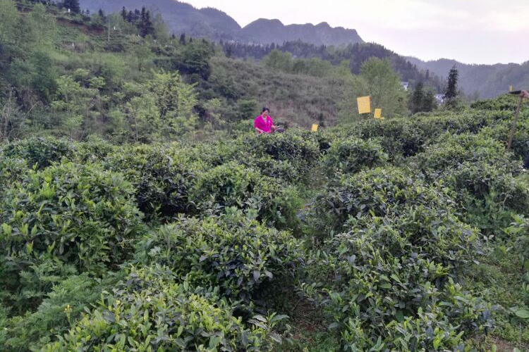 貴州哚貝古茶樹基地茶園 貴州哚貝古茶樹基地茶園