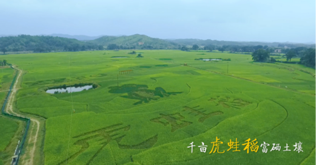 江西虔農有機水稻種植基地 江西虔農有機水稻種植基地