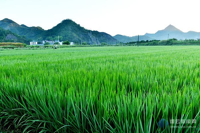 浙江縉云東渡鎮(zhèn)家庭水稻農(nóng)場(chǎng) 浙江縉云東渡鎮(zhèn)家庭水稻農(nóng)場(chǎng)