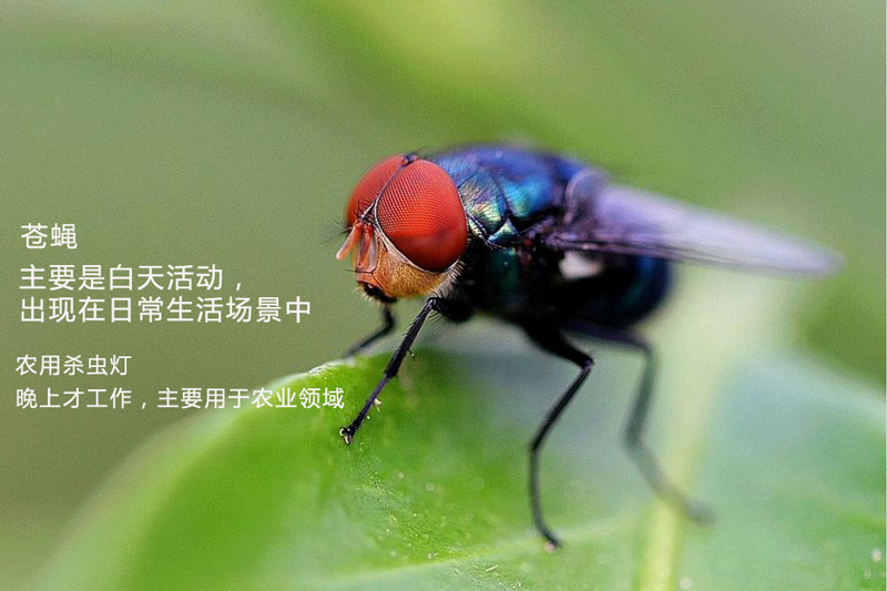 農(nóng)用殺蟲燈為什么不殺蒼蠅 農(nóng)用殺蟲燈為什么不殺蒼蠅