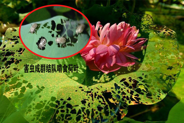浙江公園荷葉被害蟲成群結隊啃食 浙江公園荷葉被害蟲成群結隊啃食