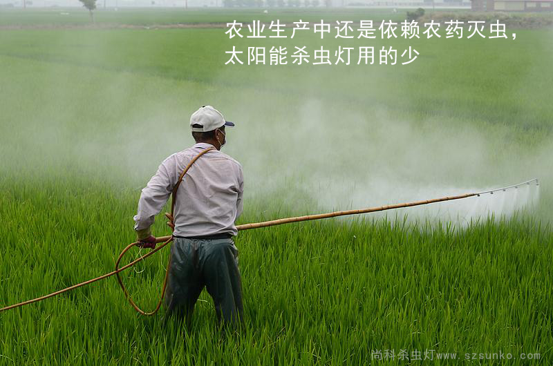 水稻使用農(nóng)藥滅蟲,太陽能殺蟲燈用的少 水稻使用農(nóng)藥滅蟲,太陽能殺蟲燈用的少