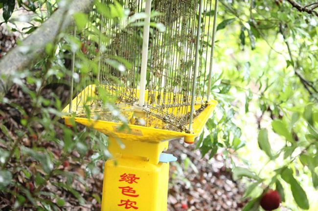 茶園如何使用殺蟲燈,茶園防治害蟲的有效方法